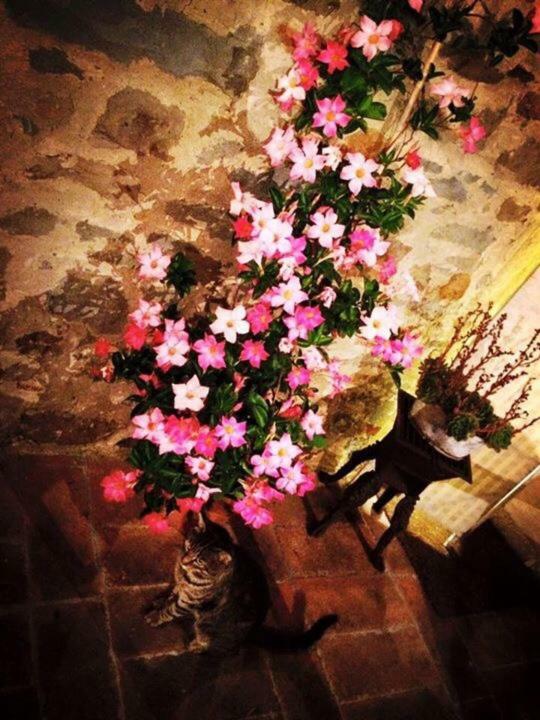 Podere La Fausta เซอราวาเลพิสโตเยเซ ภายนอก รูปภาพ